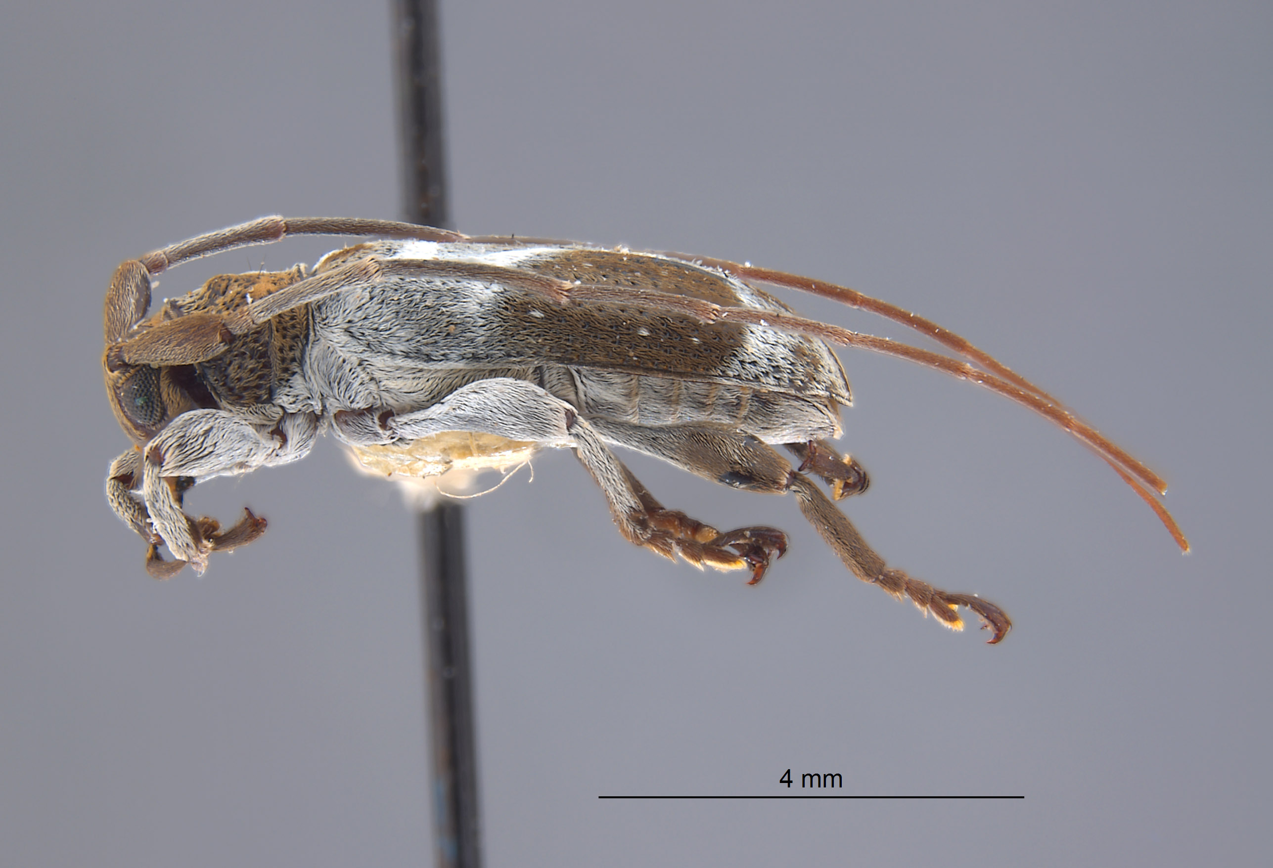 Alphus juninensis image