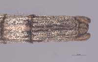 Pseudosermyle catalinae image