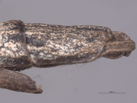Pseudosermyle catalinae image