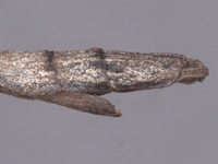 Pseudosermyle catalinae image
