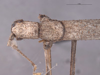 Pseudosermyle catalinae image