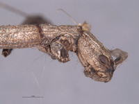 Pseudosermyle catalinae image