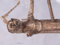Pseudosermyle catalinae image
