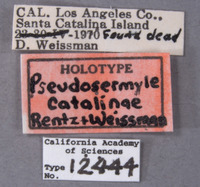 Pseudosermyle catalinae image