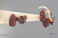 Mecopeltus gentneri image