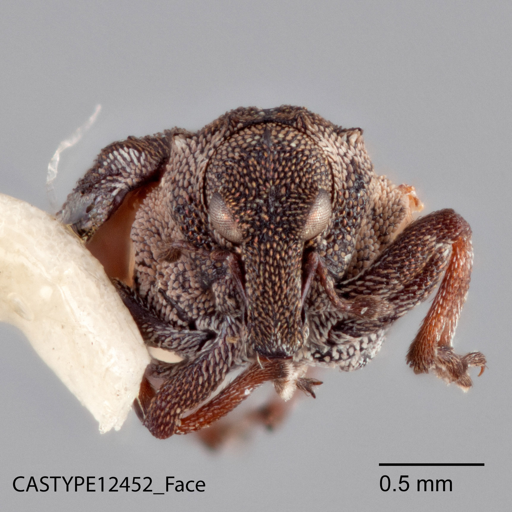 Mecopeltus gentneri image