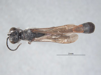 Ammophila arnaudi image