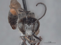 Ammophila arnaudi image