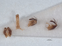 Image of Ammophila arnaudi