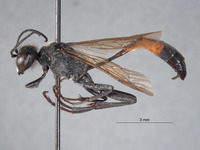 Ammophila arnaudi image