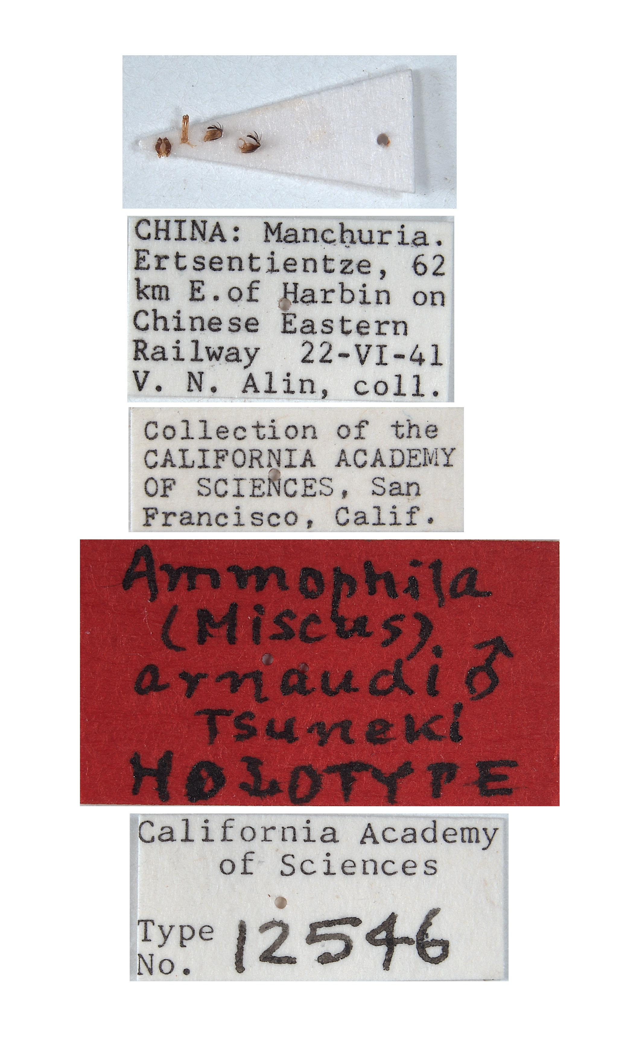 Ammophila arnaudi image