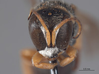 Lestica spinicollis image