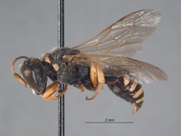 Lestica spinicollis image