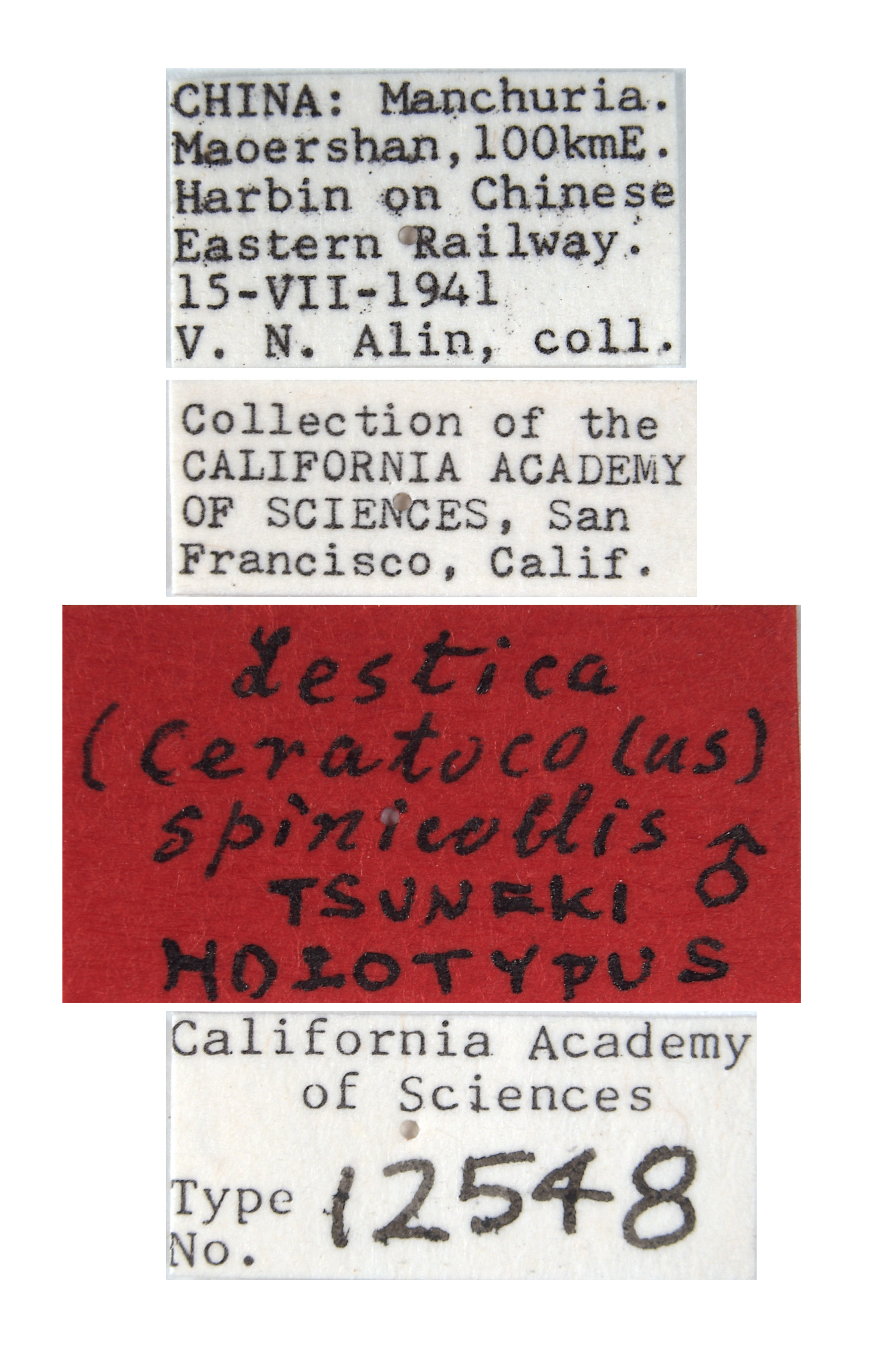 Lestica spinicollis image