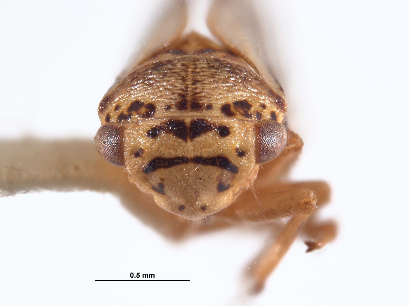 Oncopsis lata image
