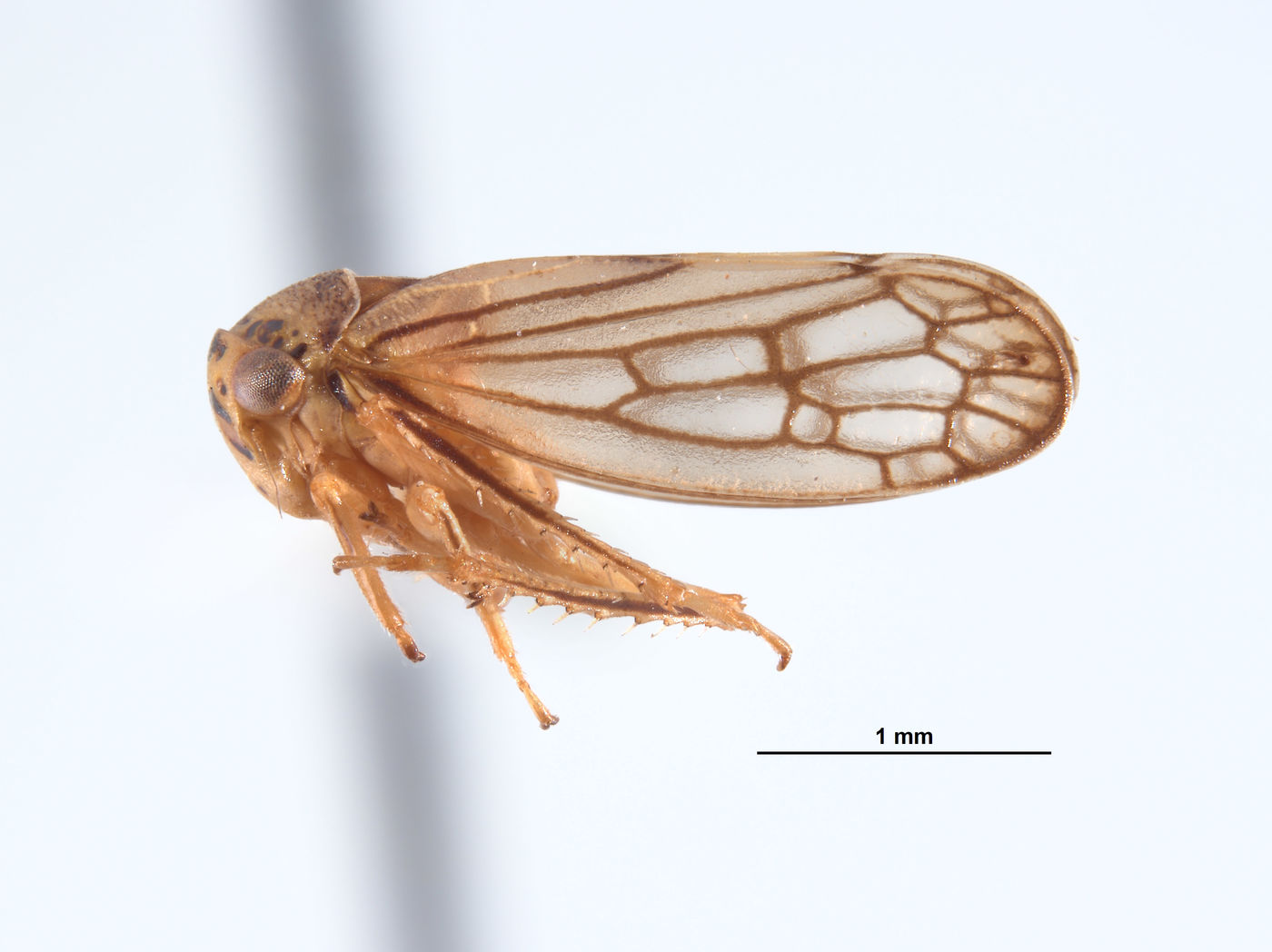 Oncopsis lata image