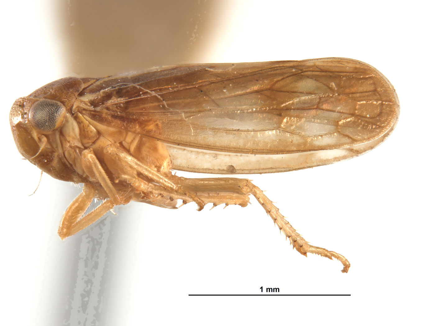 Oncopsis image