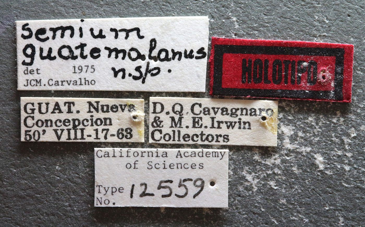 Semium guatemalanus image