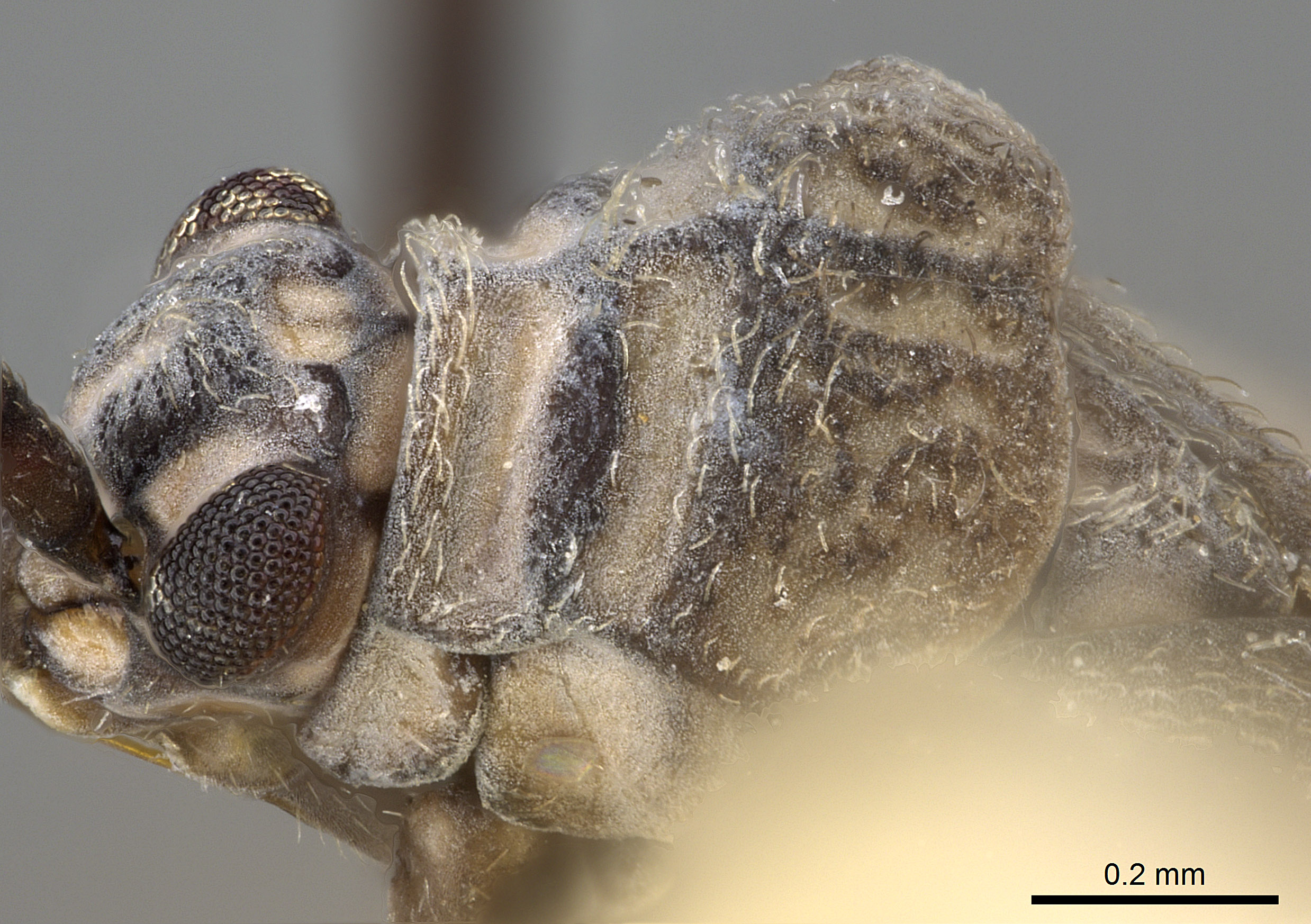 Semium guatemalanus image