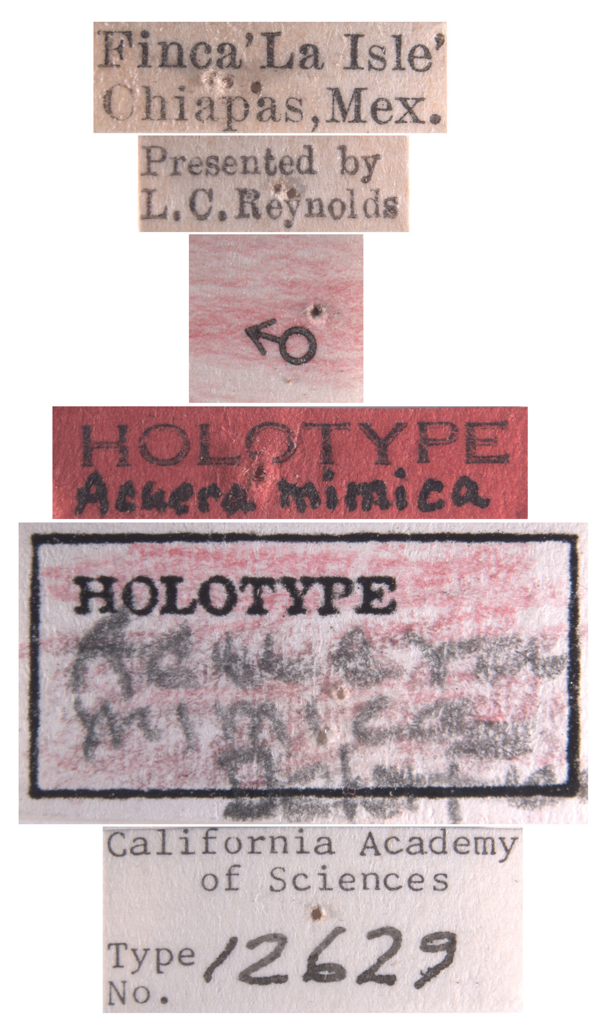 Acuera mimica image