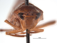 Curtara complexa image