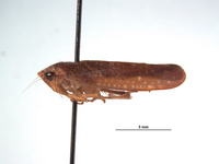 Curtara complexa image