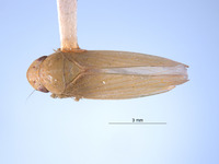 Gypona denera image