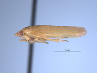 Gypona denera image
