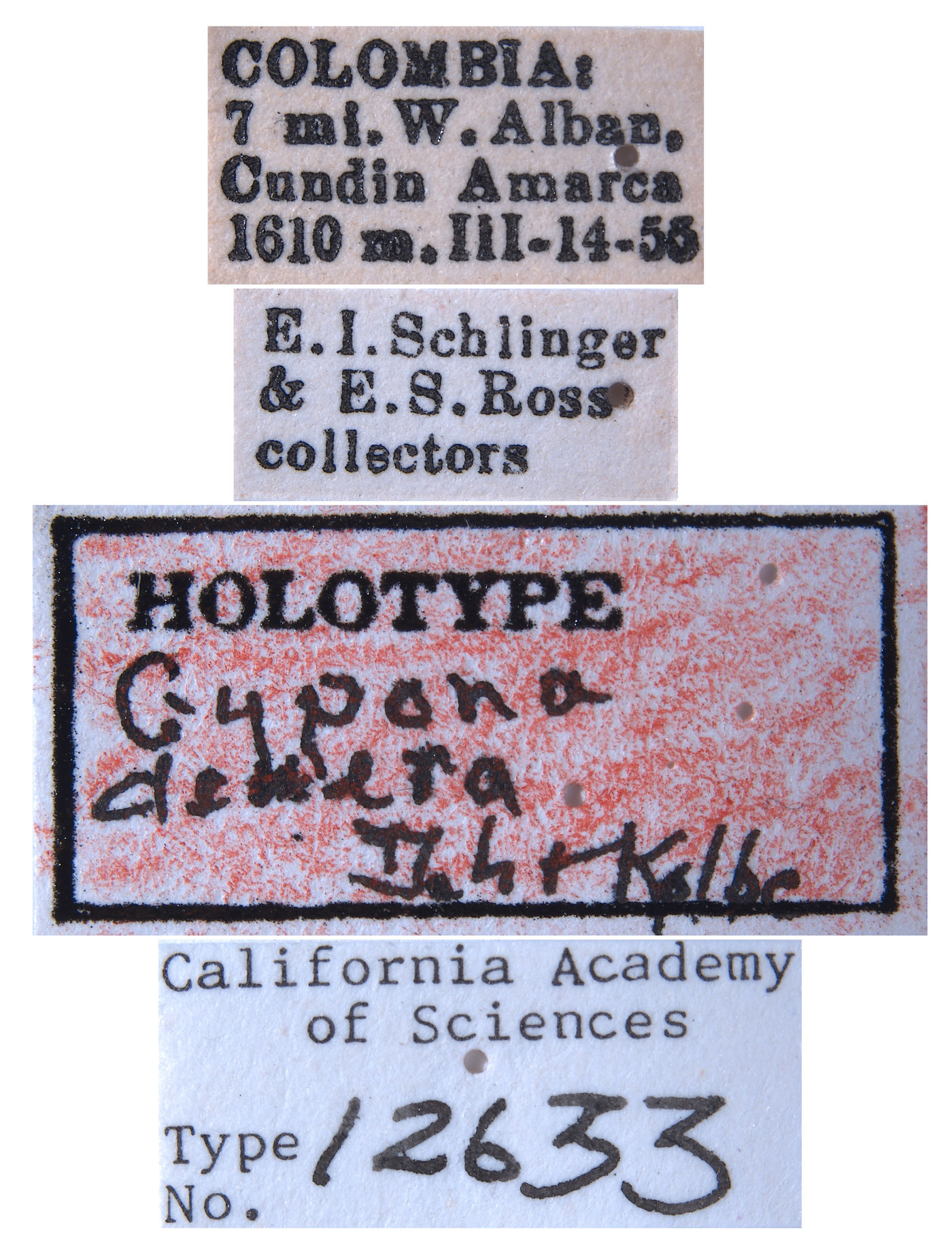 Gypona denera image