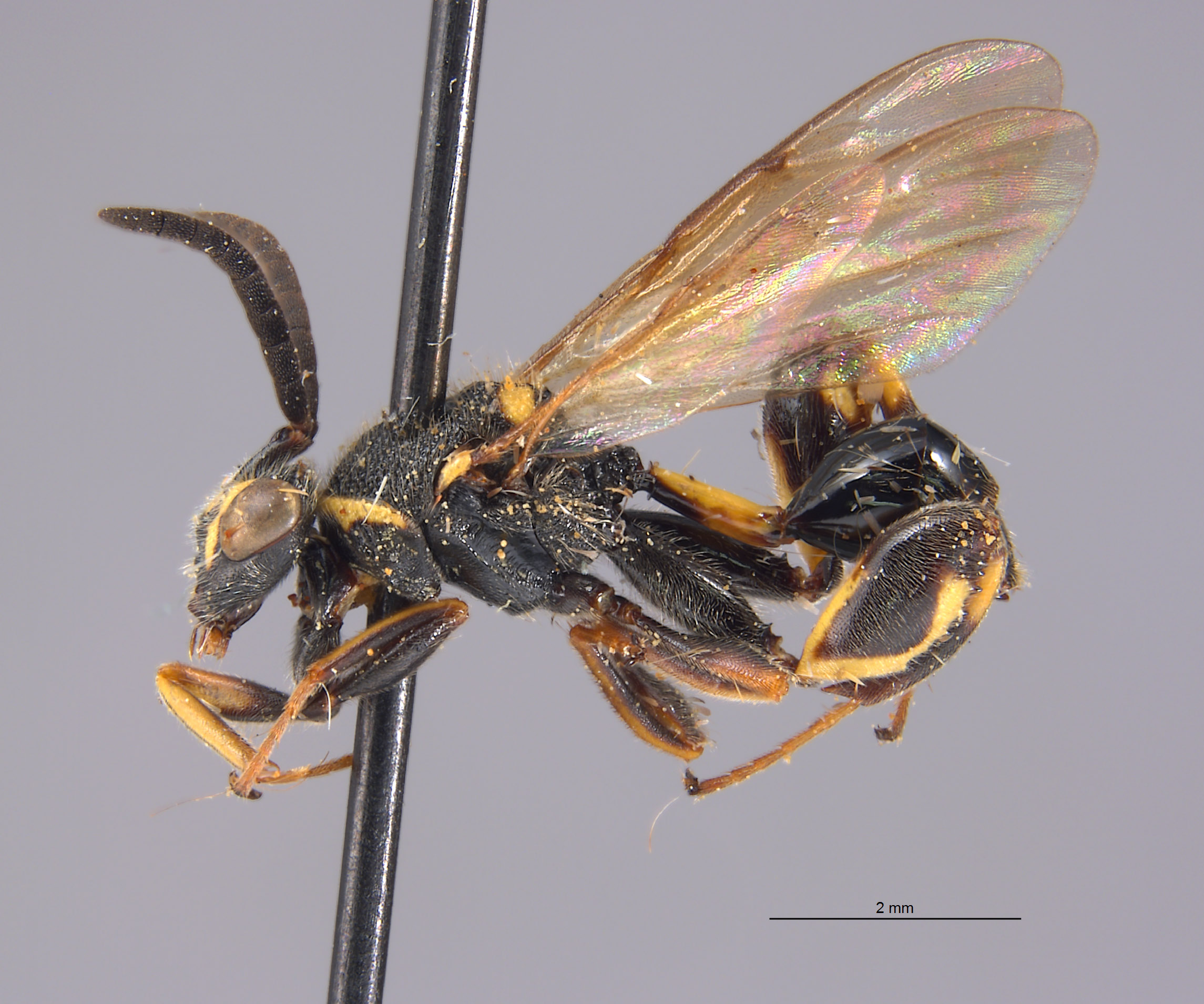 Chalcididae image