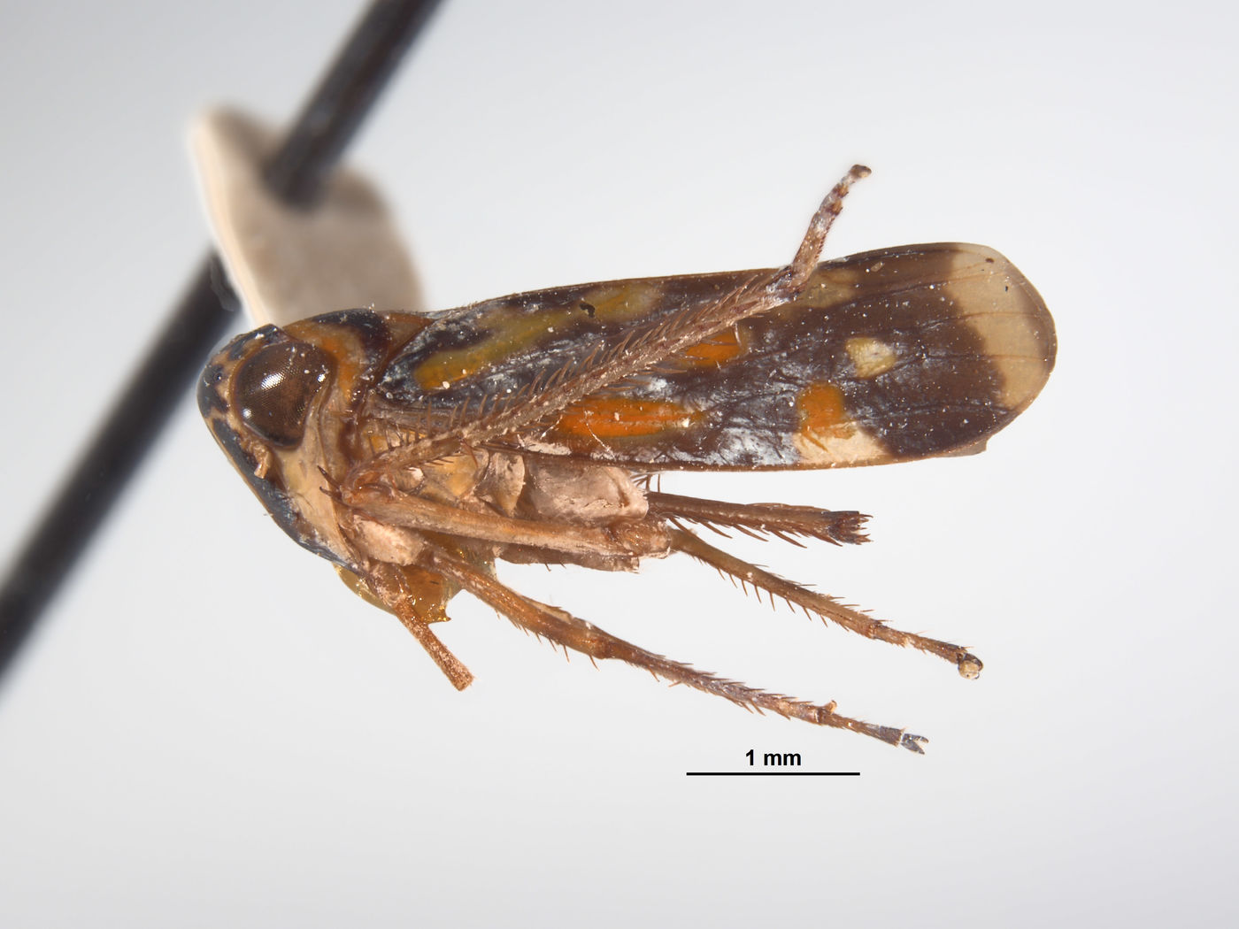 Thagria bryani image