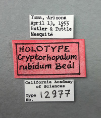 Cryptorhopalum rubidum image