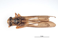Image of Lissoscarta pereneensis