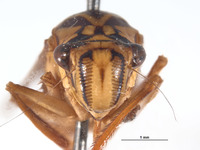 Lissoscarta pereneensis image