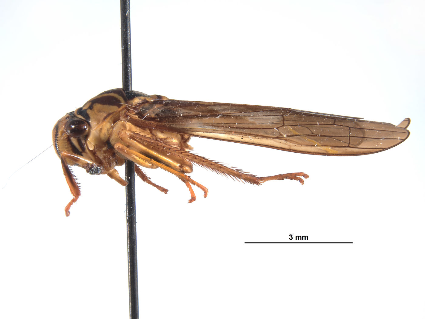 Lissoscarta pereneensis image
