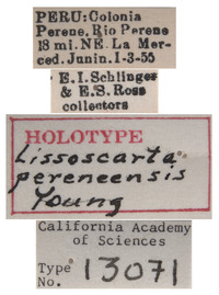 Lissoscarta pereneensis image