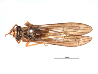 Image of Lissoscarta schlingeri