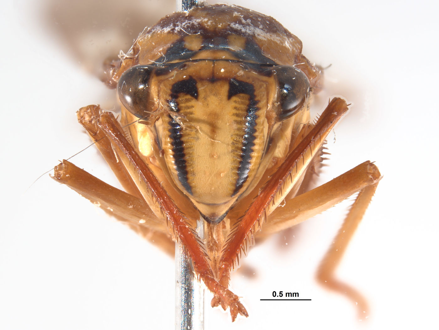 Lissoscarta schlingeri image