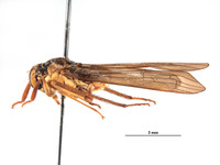 Lissoscarta schlingeri image