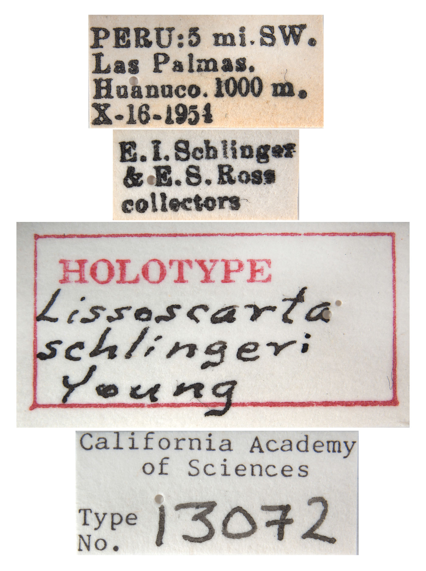 Lissoscarta schlingeri image