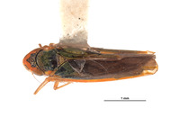Image of Coronigoniella yara