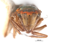 Coronigoniella yara image