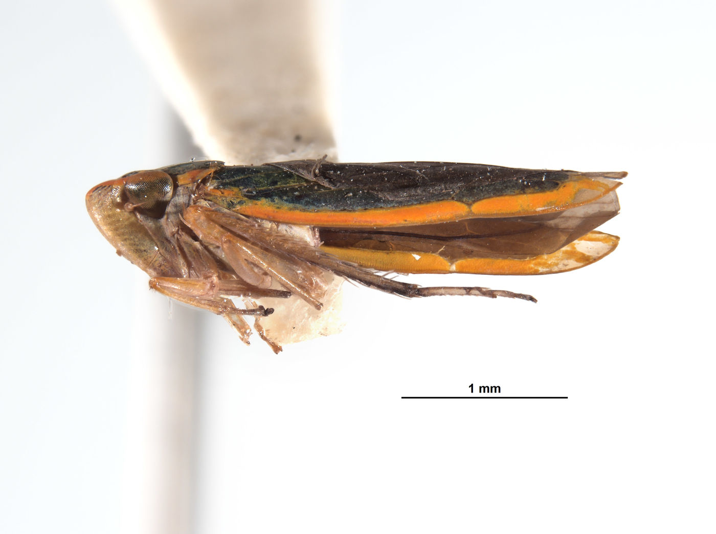 Coronigoniella yara image