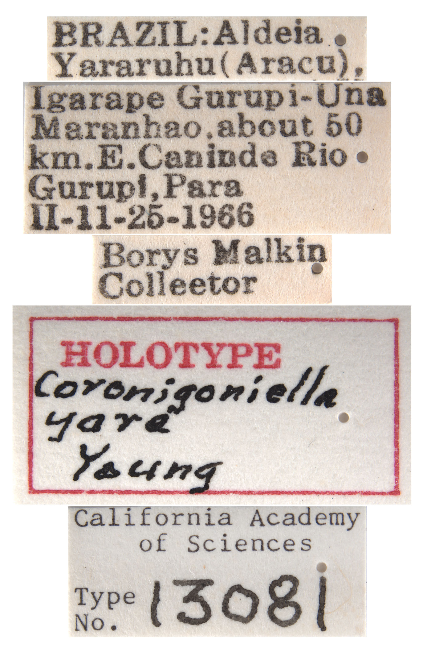 Coronigoniella yara image