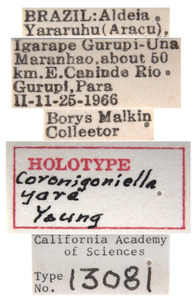 Coronigoniella yara image