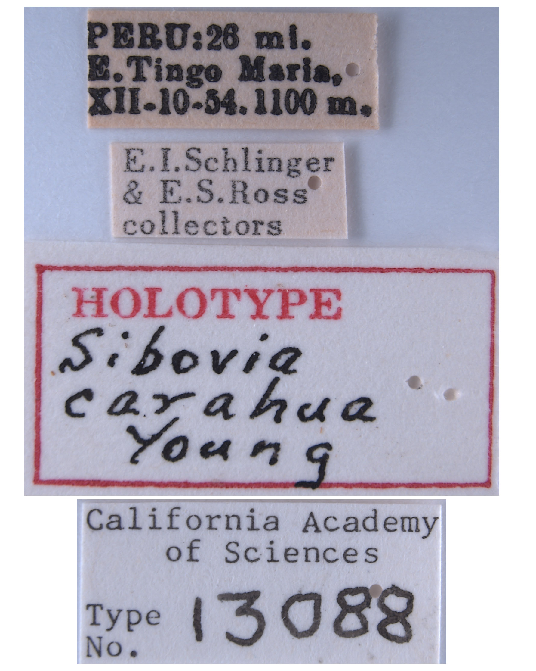 Sibovia carahua image