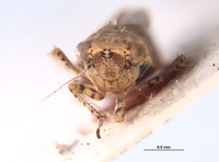 Amplicephalus saltensis image