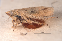 Amplicephalus saltensis image