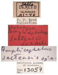 Amplicephalus saltensis image