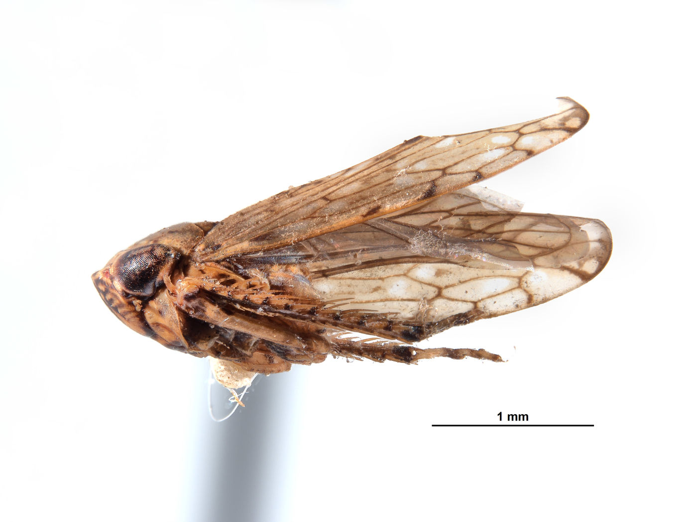 Caruya brevicauda image